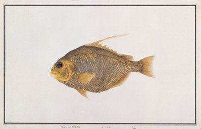 Pez Espátula, de Dibujos de Peces de Malaca, c.1805-18 de Chinese School